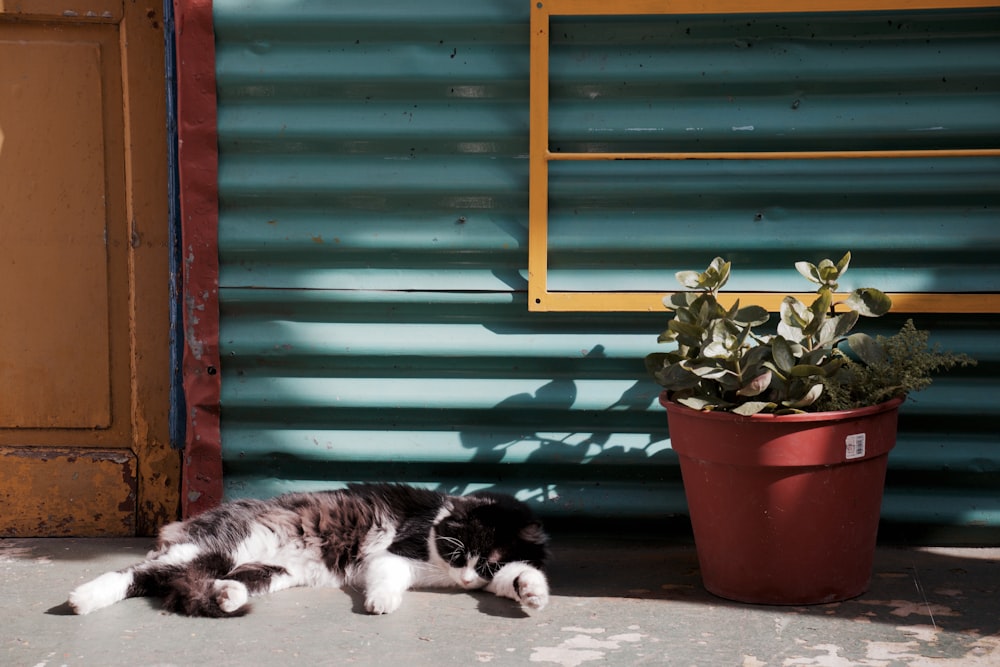 gatto che dorme vicino a una pianta in vaso