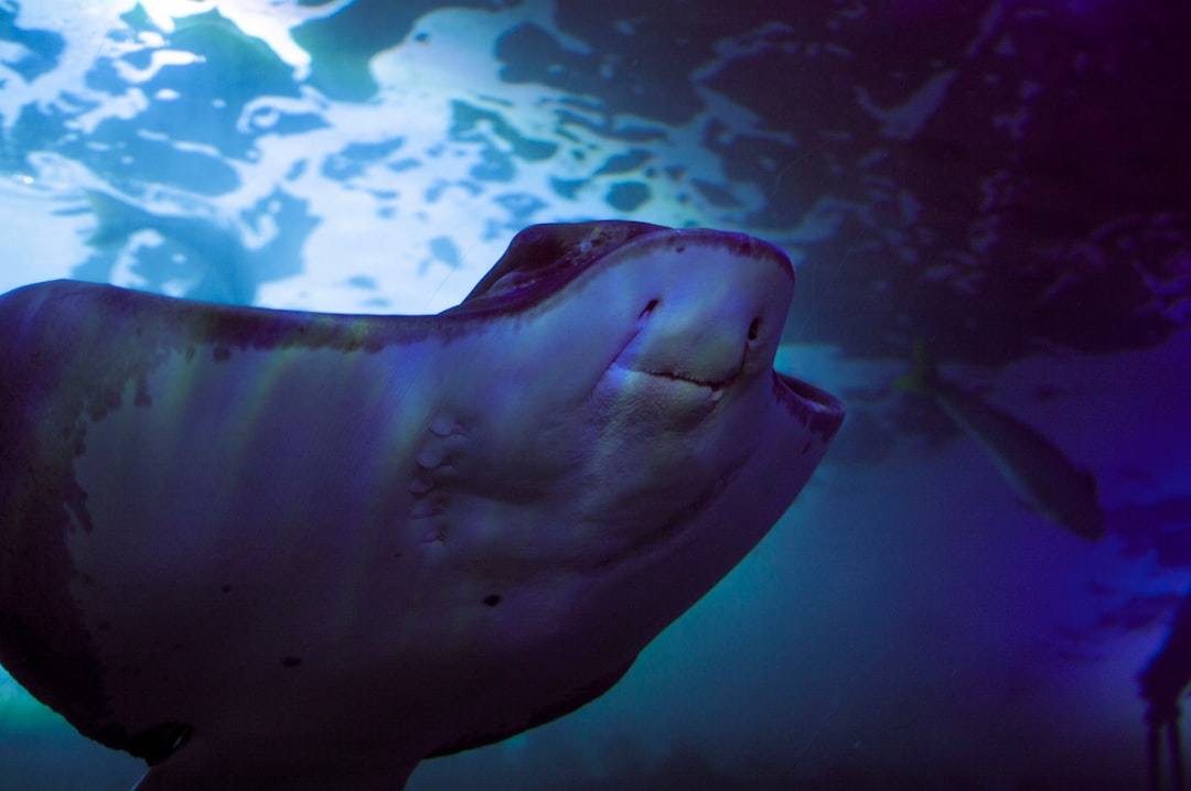 Underwater photo spot Aquarium Of The Bay United States