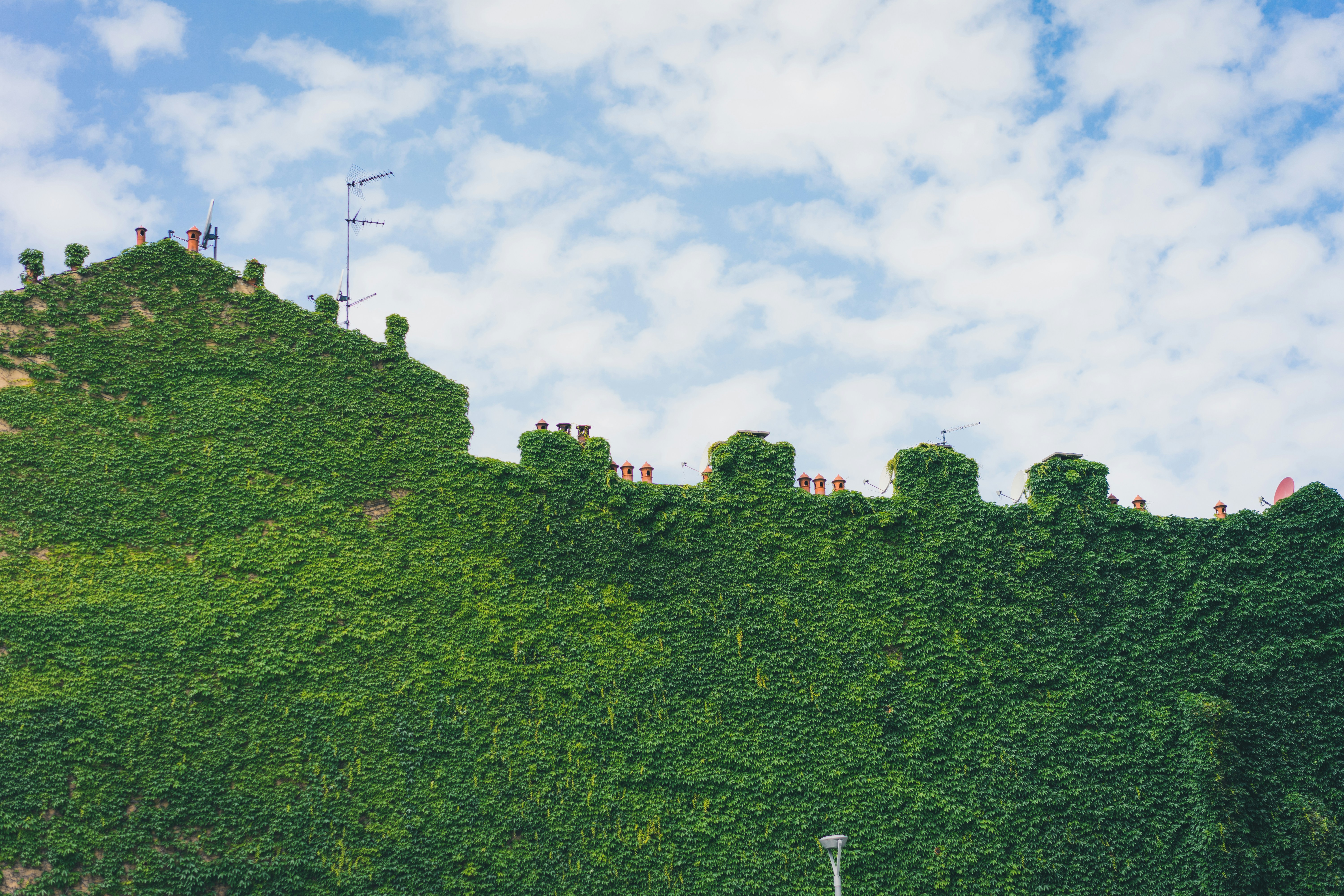 green leafed plants under the blue sky