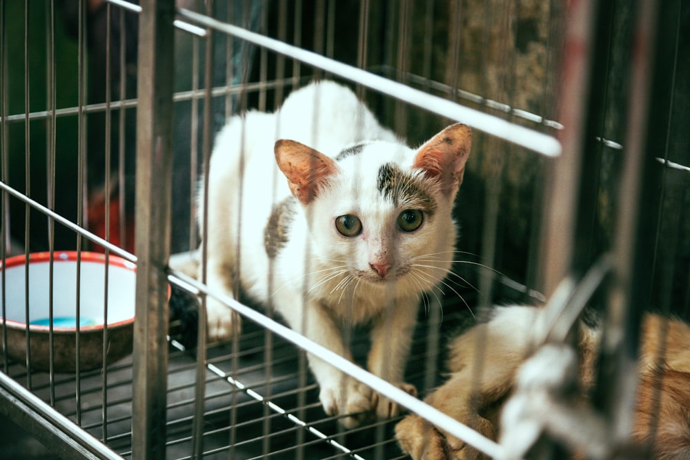 white and brown cat inside cage