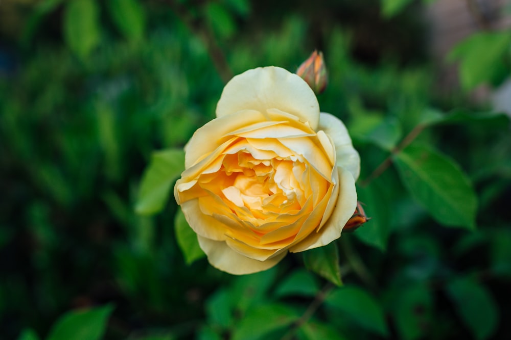 yellow rose in bloom