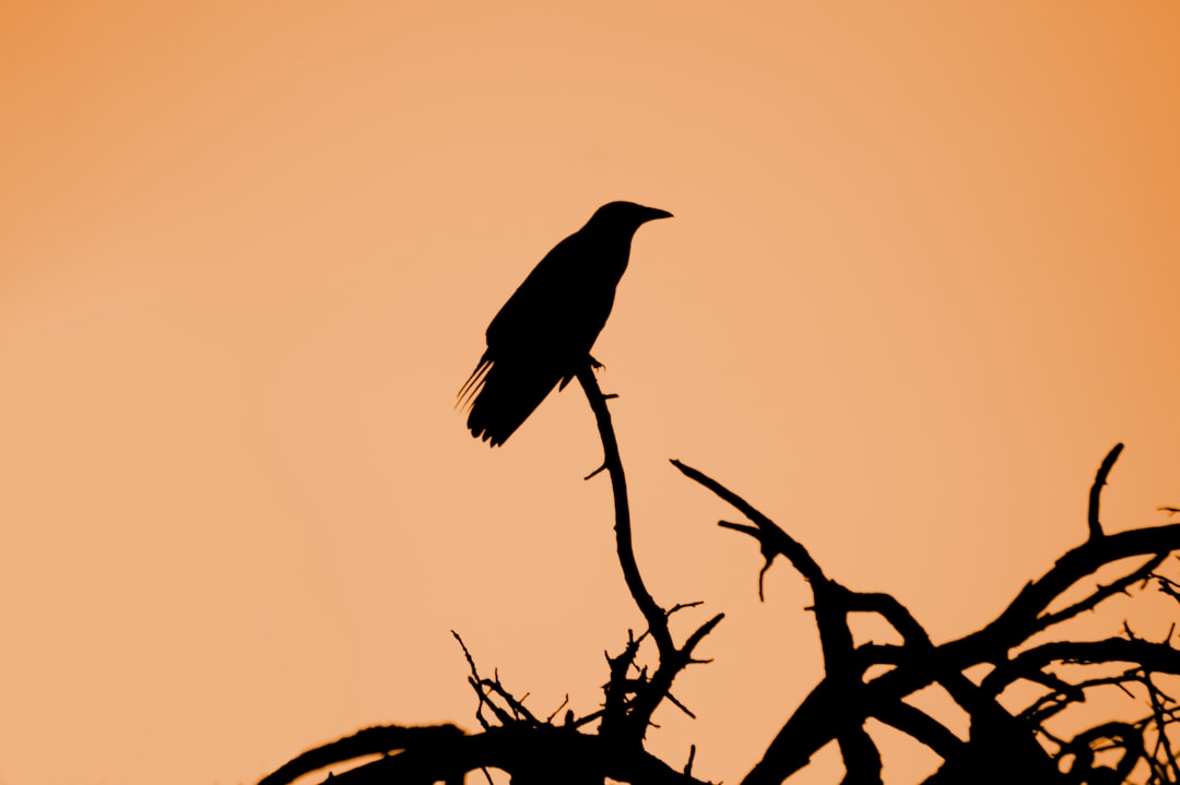 black bird