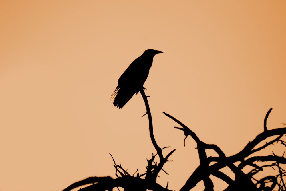 silhouette of bird