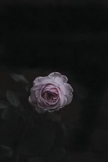 rose flower