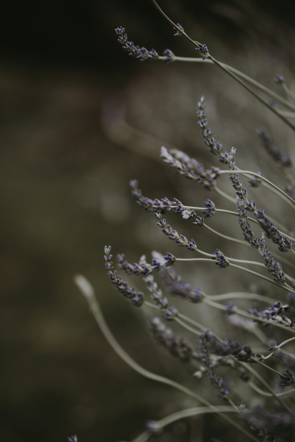 shallow focus photography of grey grass