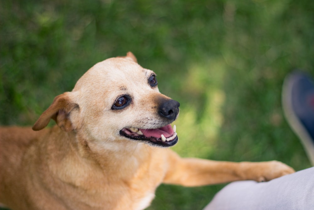 selective focus photo of short-coated tan dog