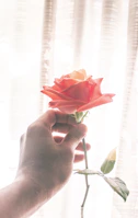 A florist gently applying rose aroma spray to a freshly cut rose in a sunlit shop.