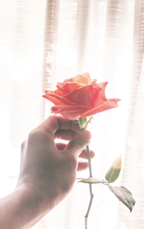 A florist gently applying rose aroma spray to a freshly cut rose in a sunlit shop.