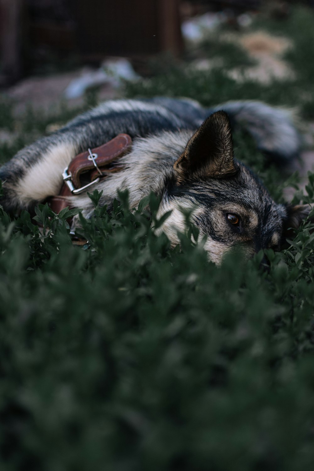 草の上に寝そべる犬の写真