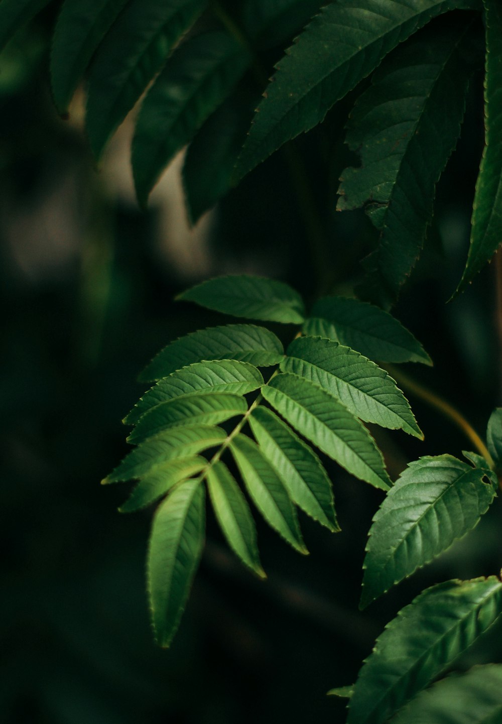 green leafed tree