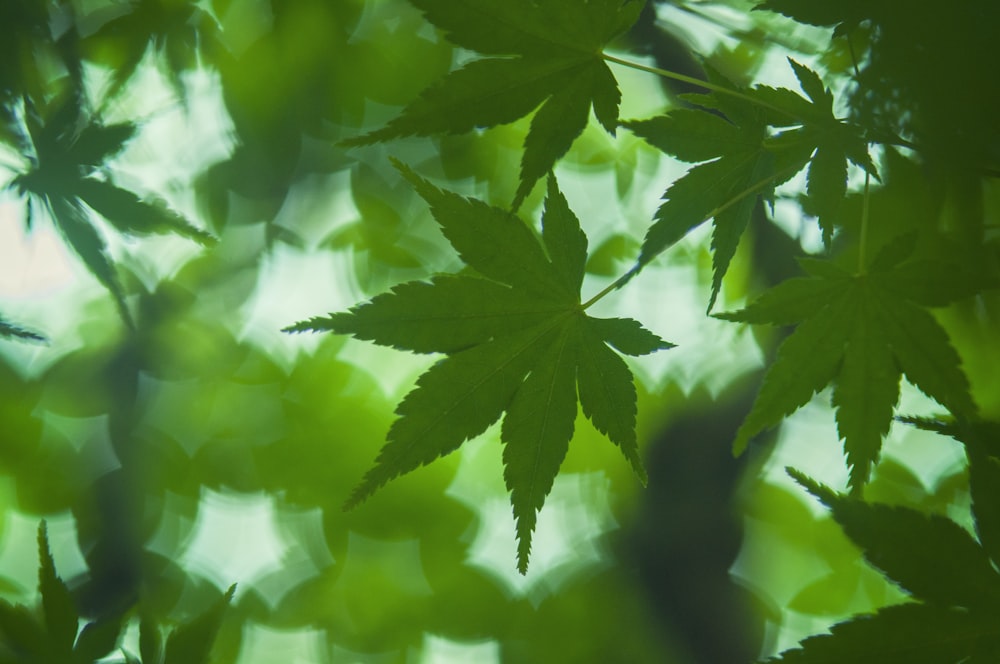 green leafed tree