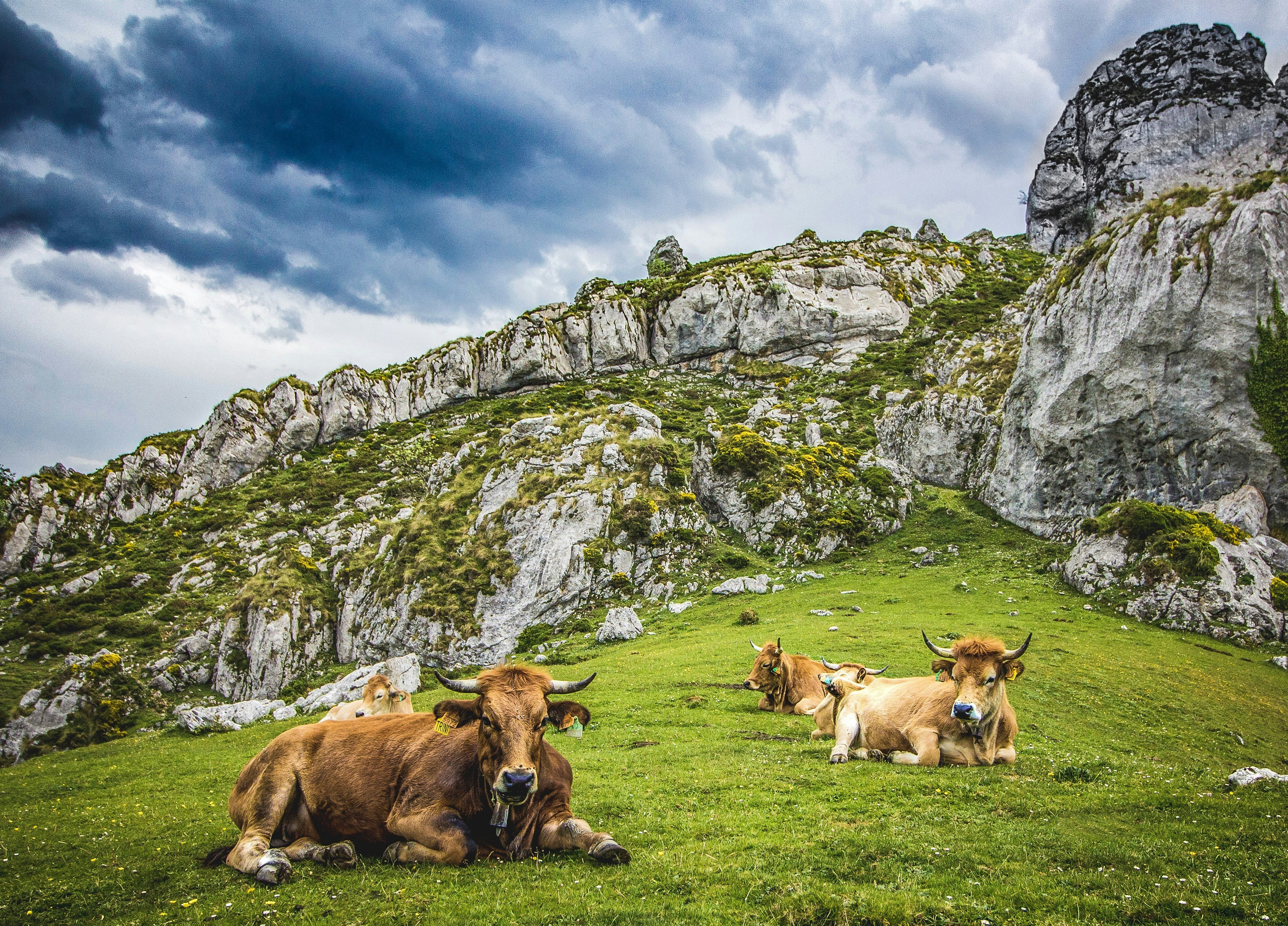 Vacas en los picos