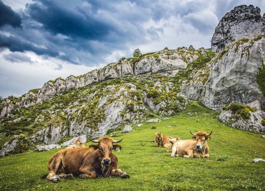 brown water buffalo on green grass in Picos de Europa Spain