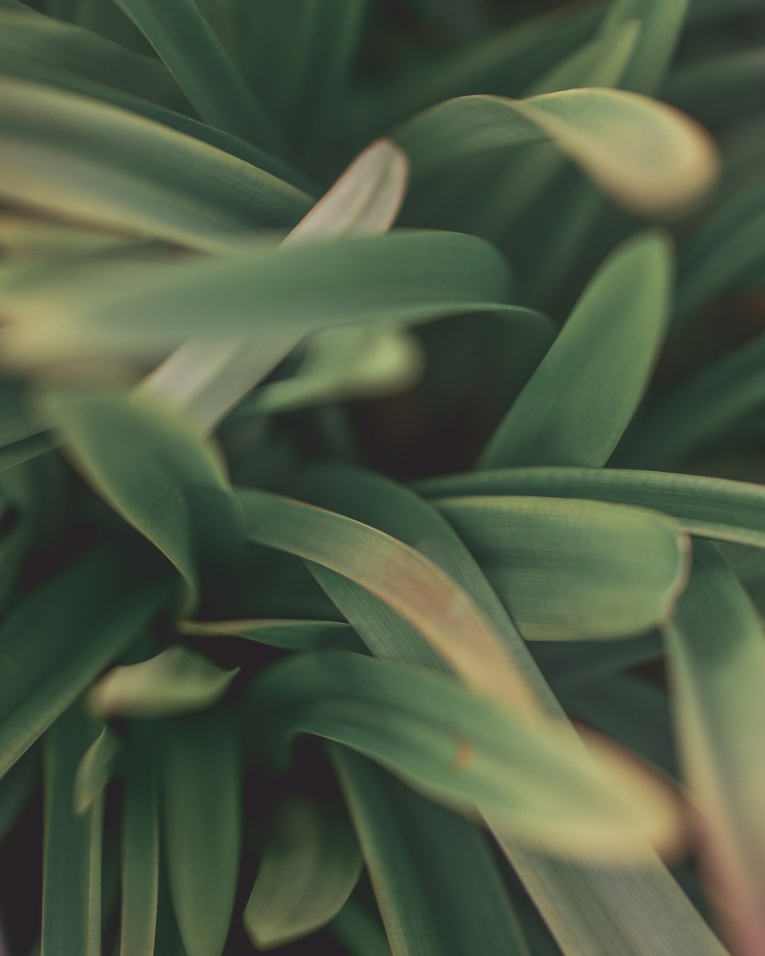 green leafed plants