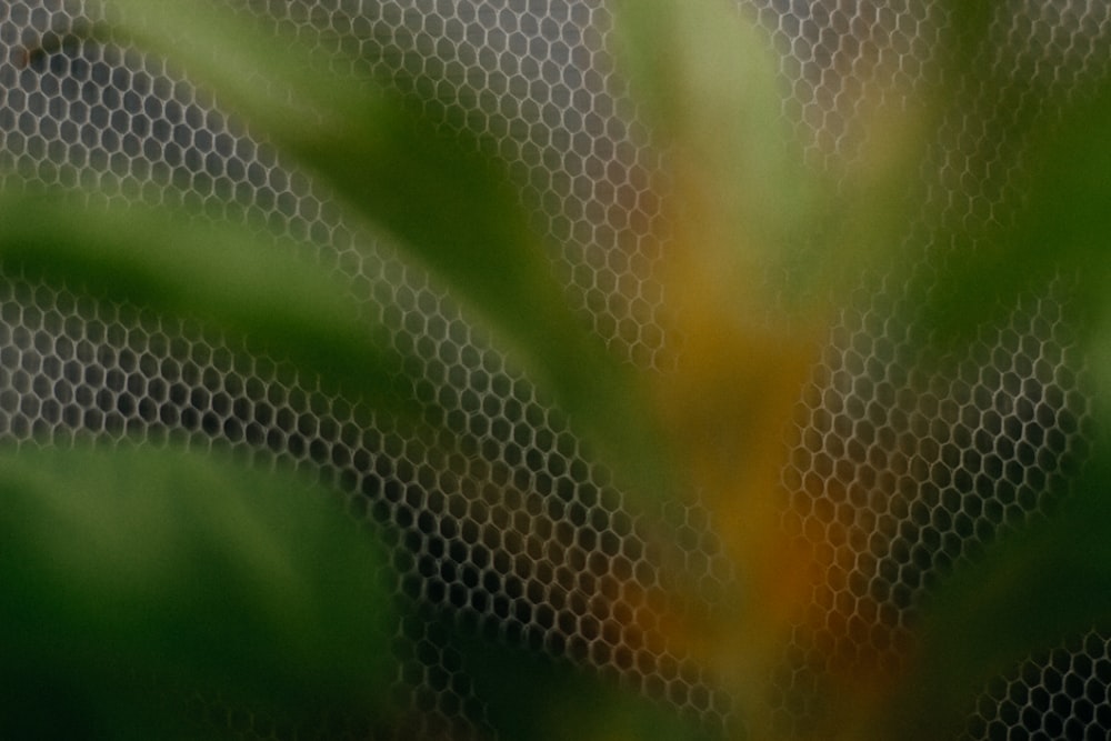 green and yellow leaf plant