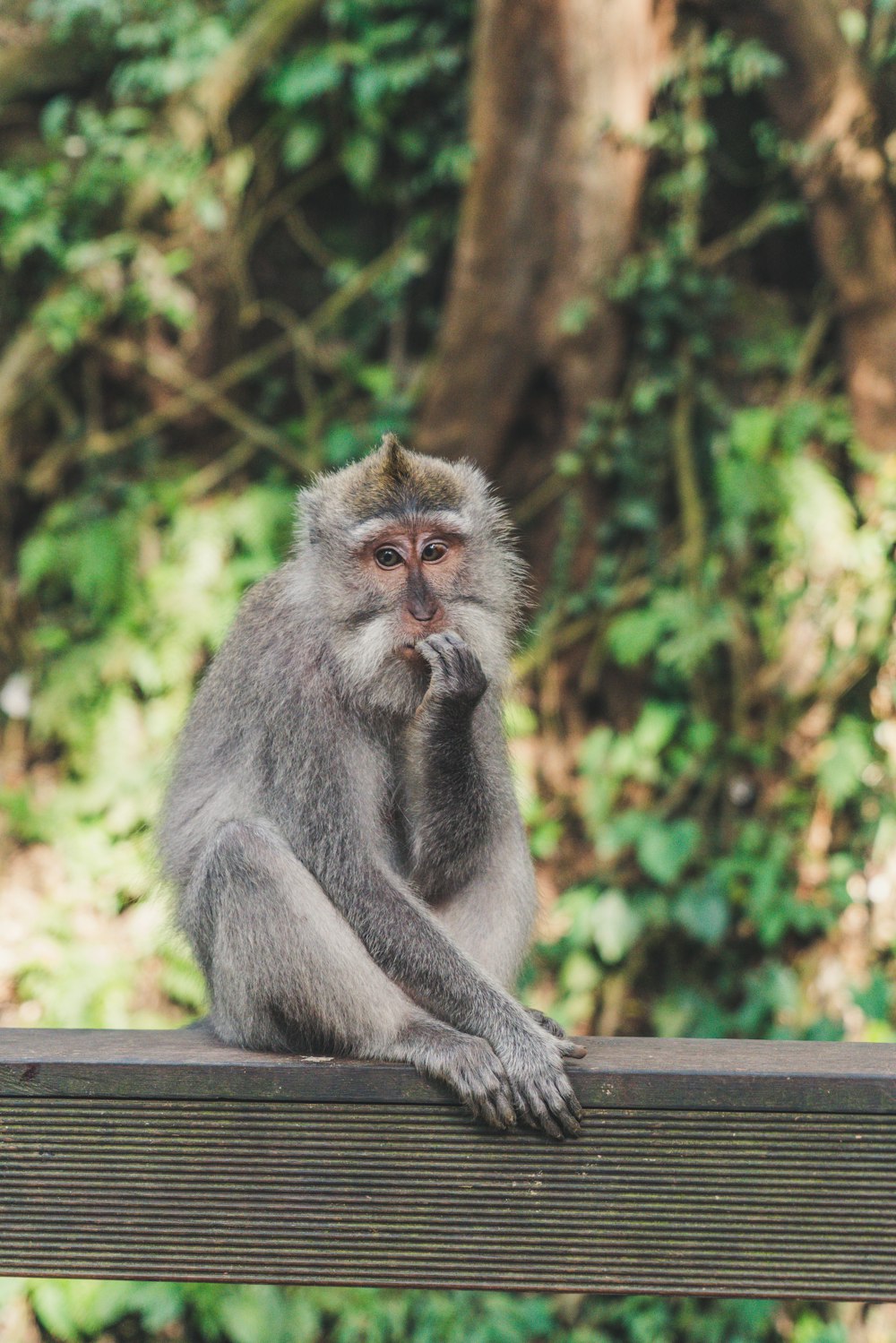 Macaco cinzento sob o céu ensolarado