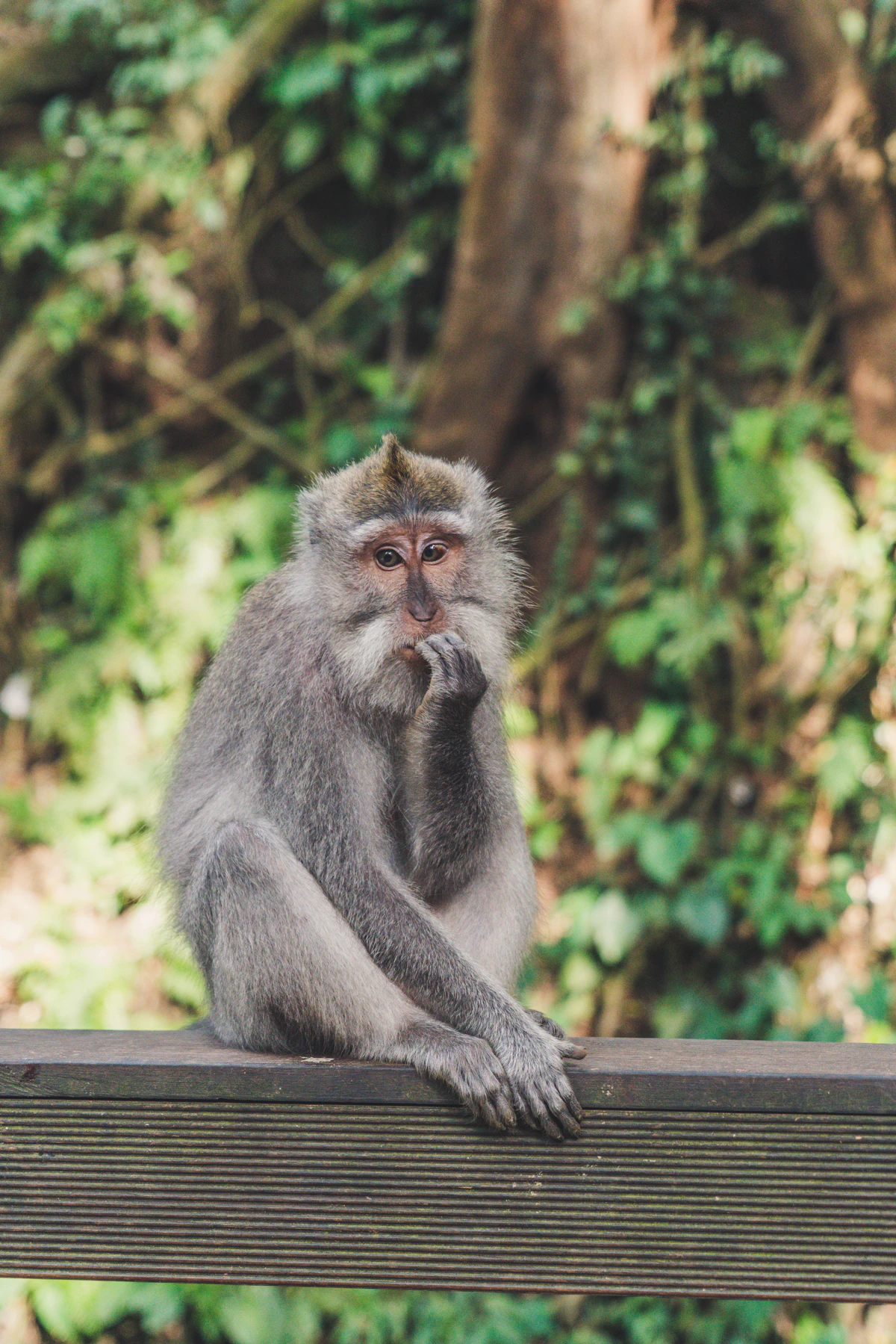 Centuries-old mossy stone sanctuaries in the sacred Ubud Monkey Forest