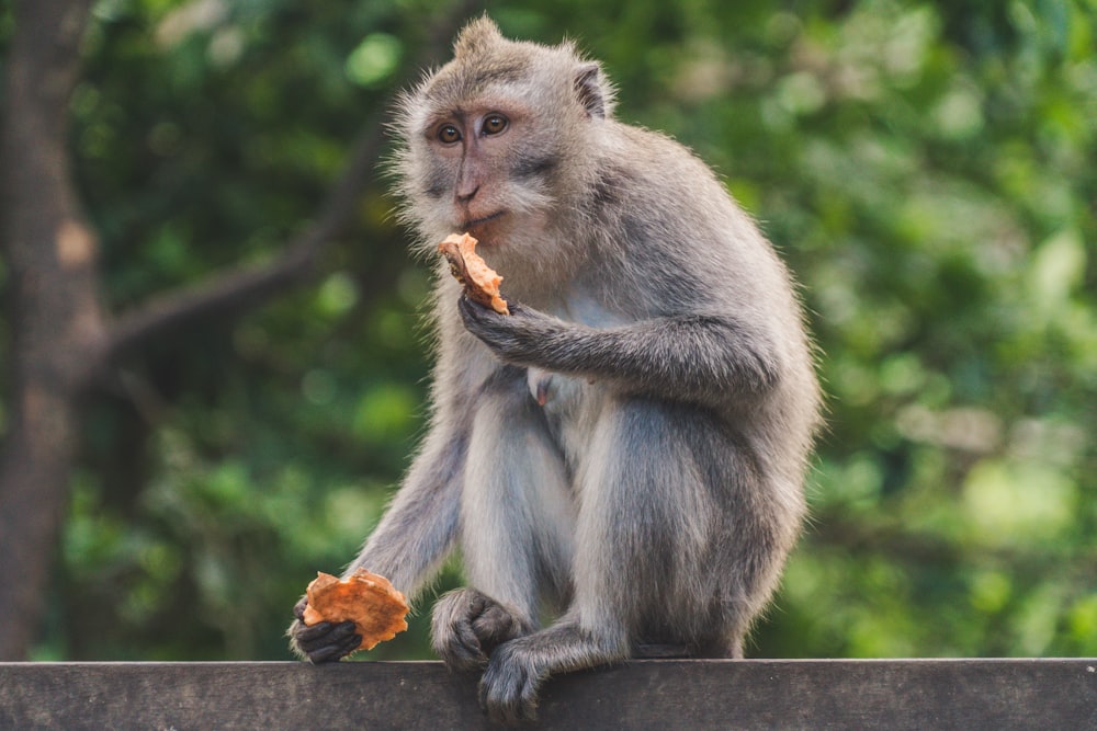 singe gris assis sur une poutre en bois