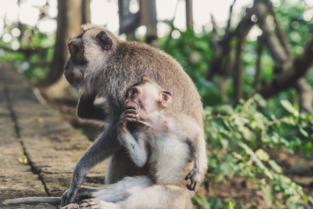 two monkey on street