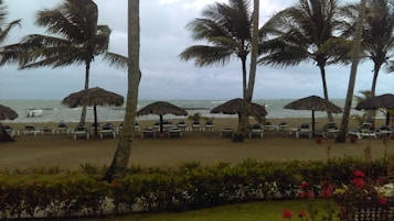 A beach scene featuring tall palm trees with a backdrop of the ocean under a cloudy sky. There are several empty lounge chairs and umbrellas arranged in rows along the sandy shore, suggesting a peaceful and well-maintained resort area. The foreground includes vibrant red flowers and green shrubbery, adding a touch of color to the otherwise muted landscape.