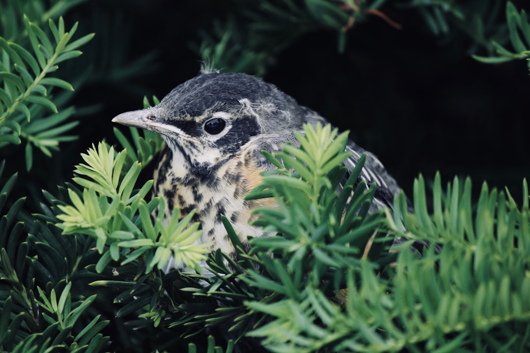 white and black bird surrounded by leaves