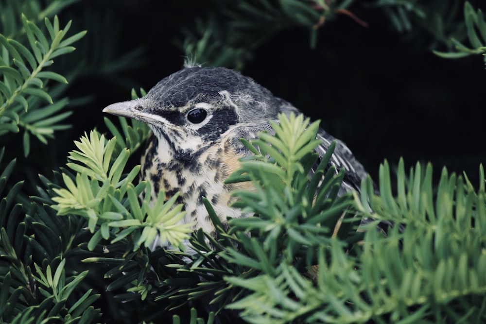 white and black bird surrounded by leaves