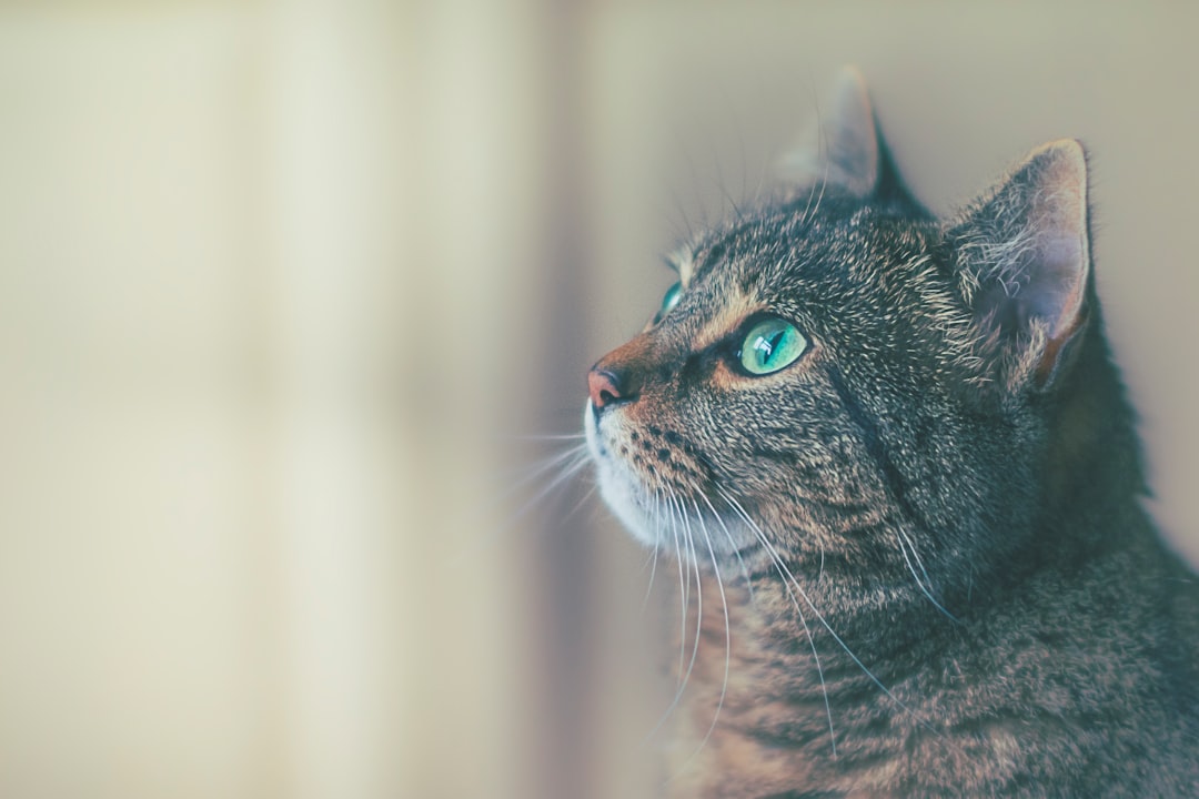 shallow focus photography of brown cat