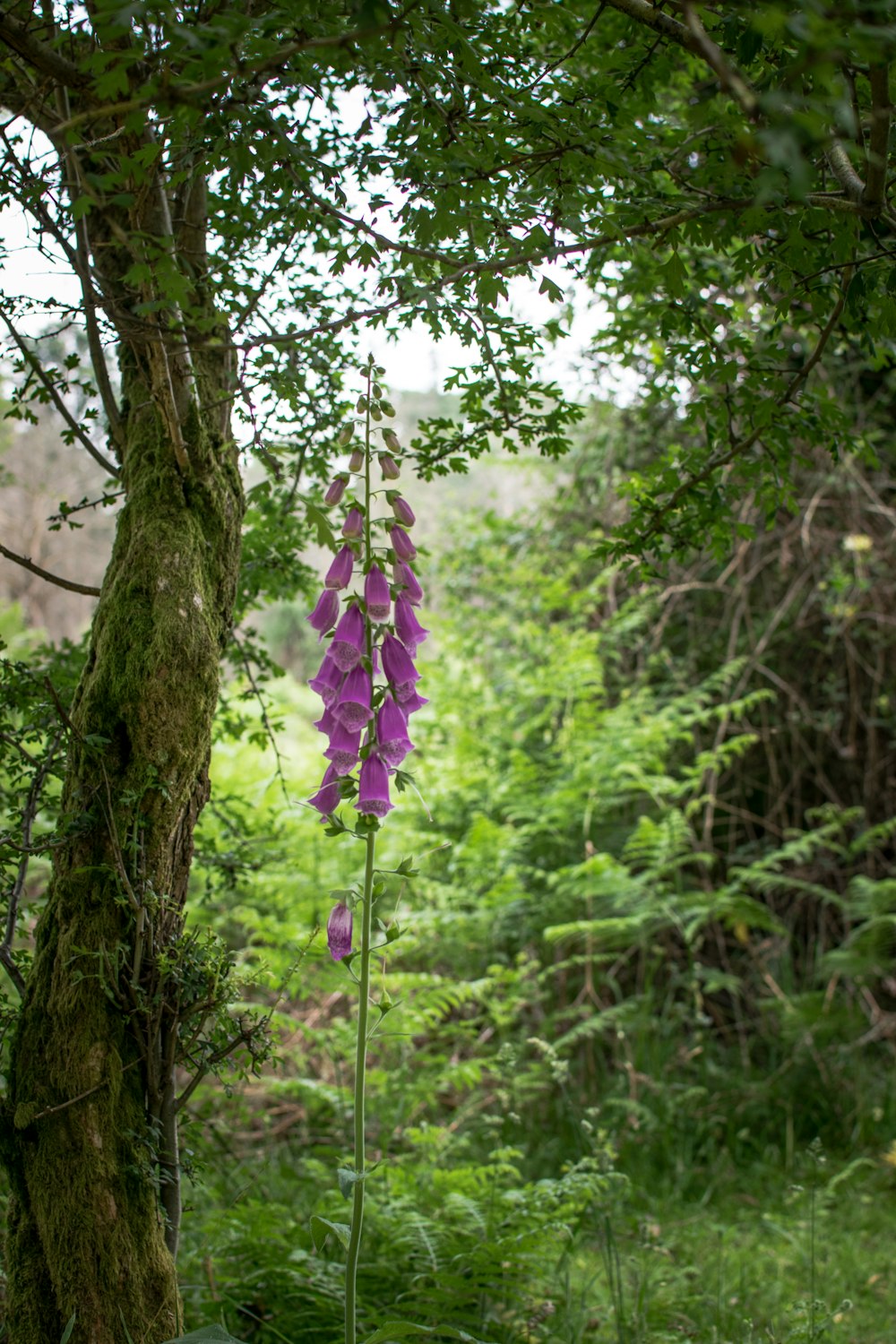 grünblättrige Pflanze mit rosa Blüten