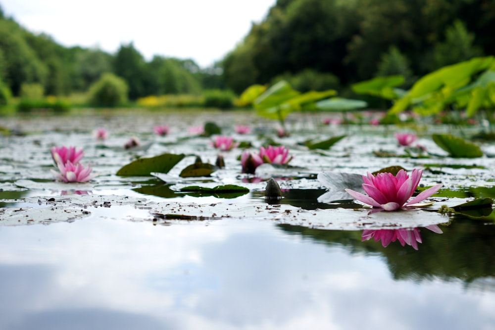 Photographie à mise au point peu profonde de lotus rose