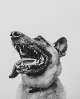 A close-up black and white photograph of a dog's face, with its mouth open wide and tongue hanging out, creating a dynamic and expressive portrait. The dog's teeth and features are highly detailed, and its ears are perked up.