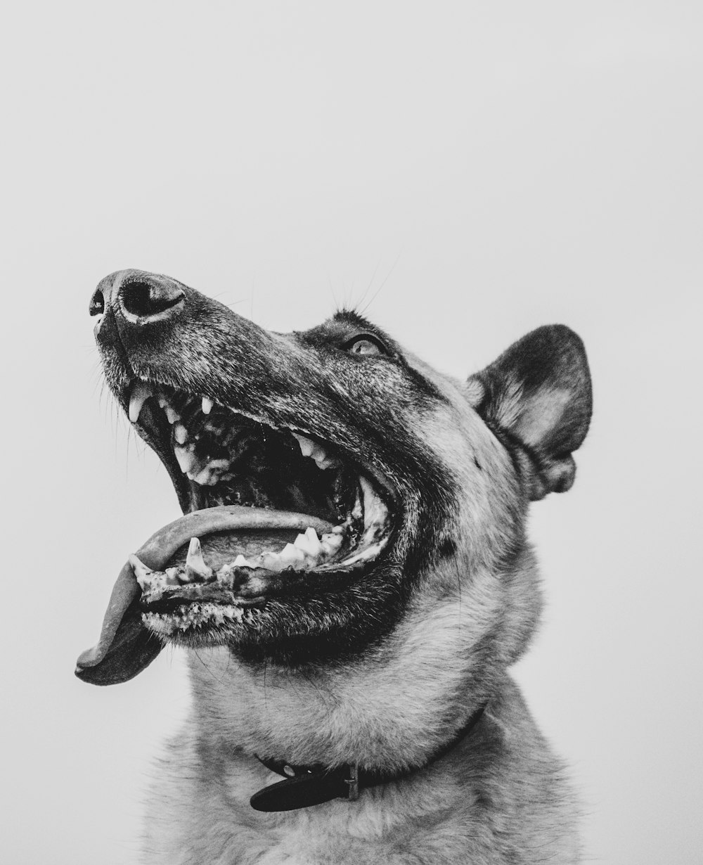 grayscale photo of opened mouth of dog
