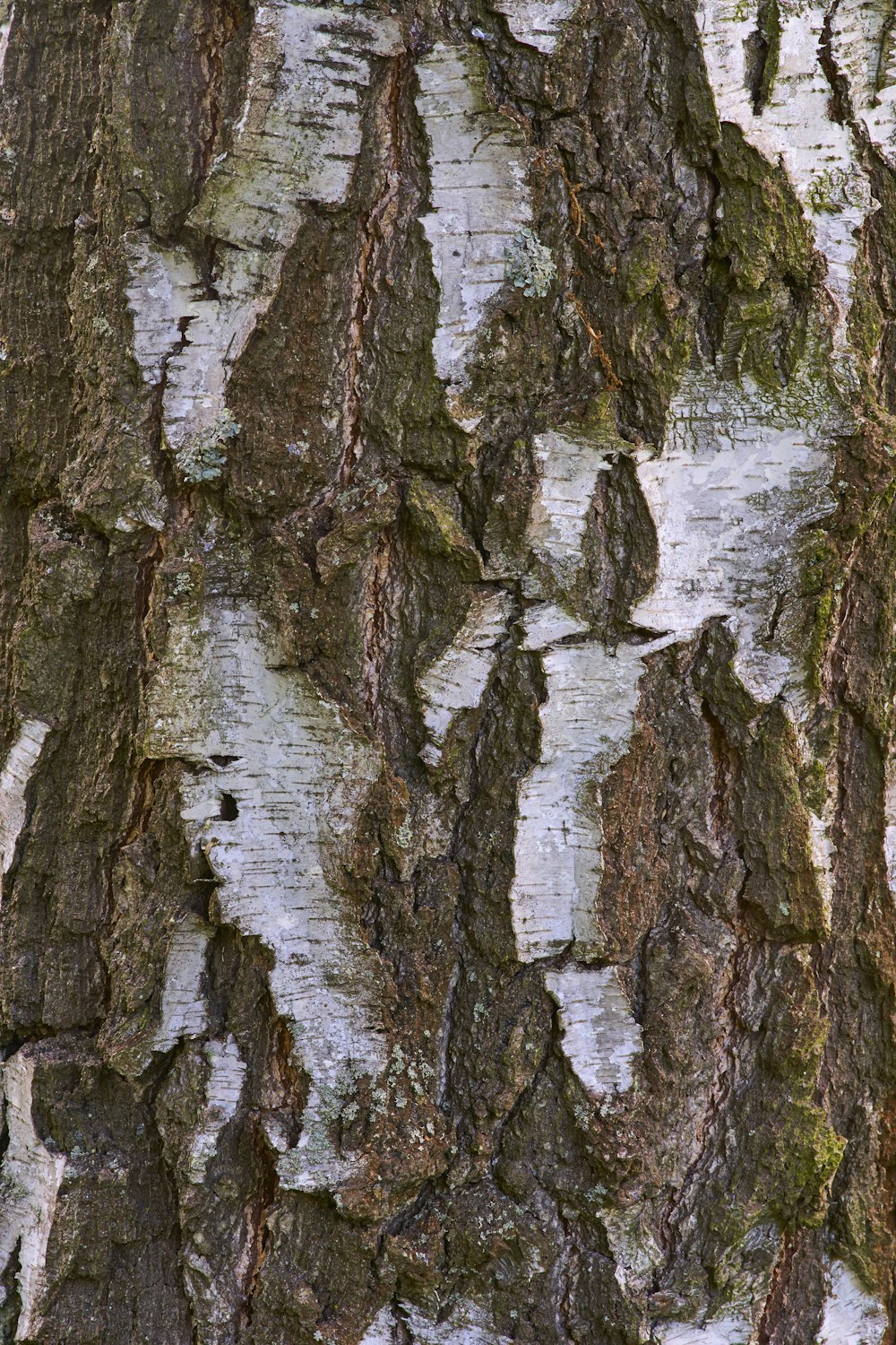 closeup photo of tree trunk