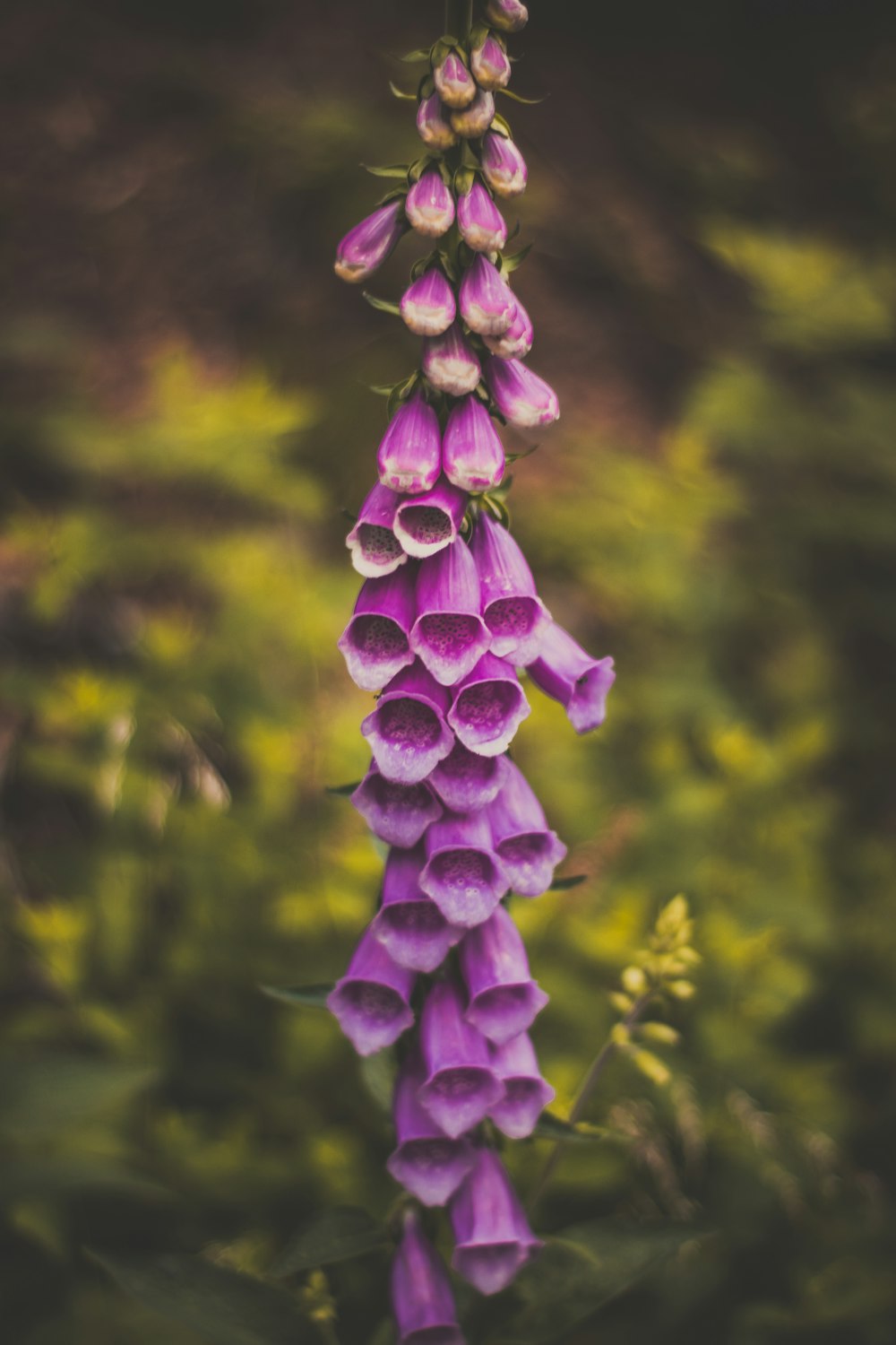 foto de closeup da flor de pétala roxa