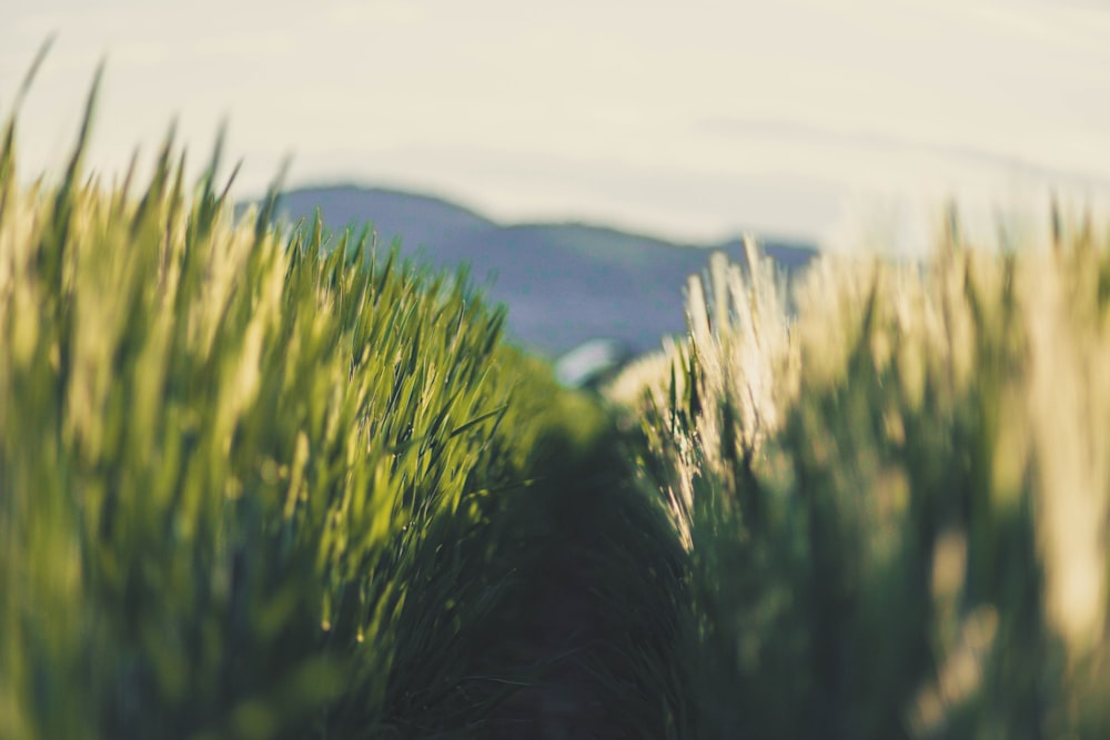 Feld mit grünen Gräsern während des Tages