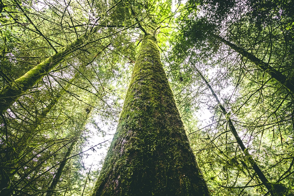 worm's eye view of mossy trees