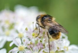 A close-up image of a bee perched on a cluster of delicate, pale flowers with a soft background blur. The bee's wings are translucent, and its fuzzy body shows shades of black and golden brown.