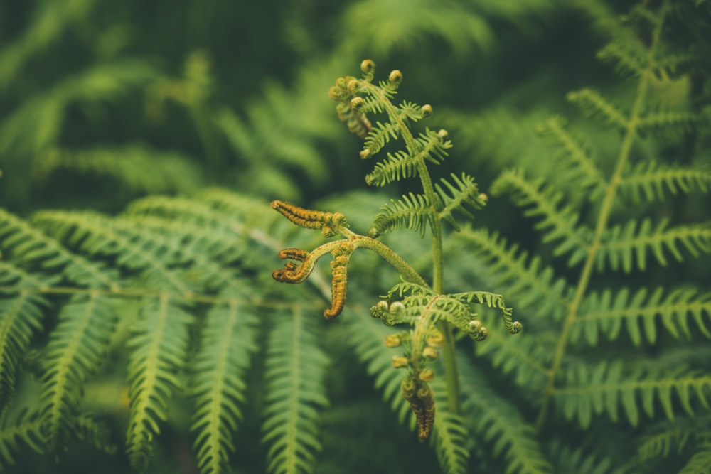 selective focus photography of fern plant