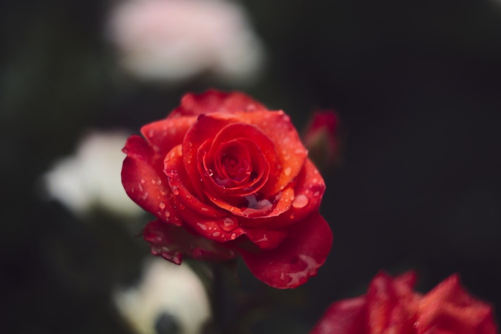 red rose in selective focus photography