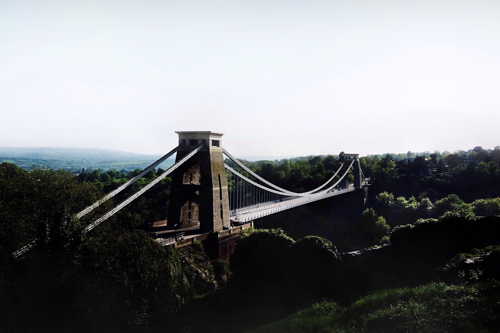 bridge surrounded by trees