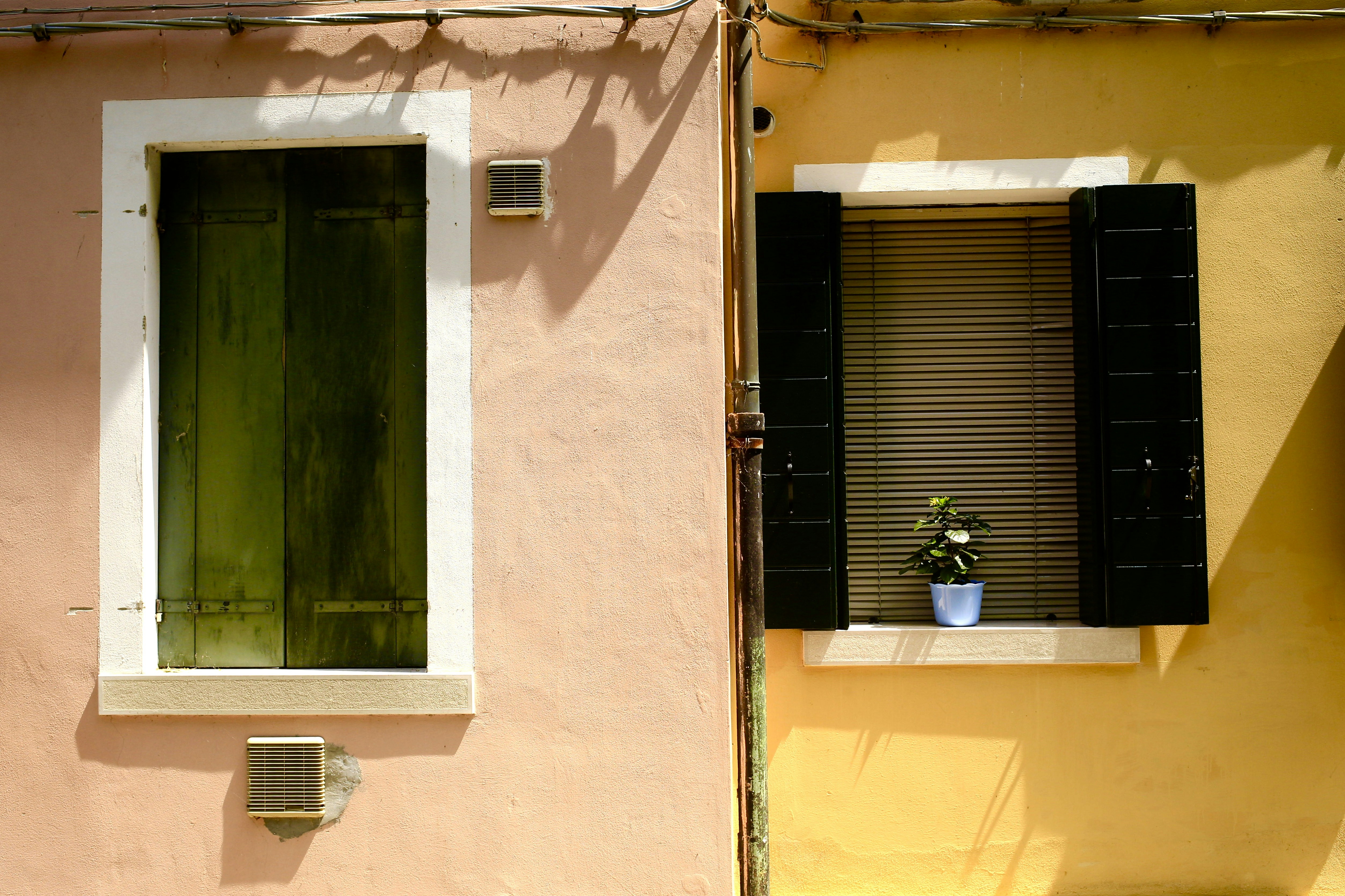 green potted plant beside window, Burana windows