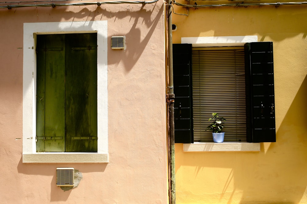 green potted plant beside window