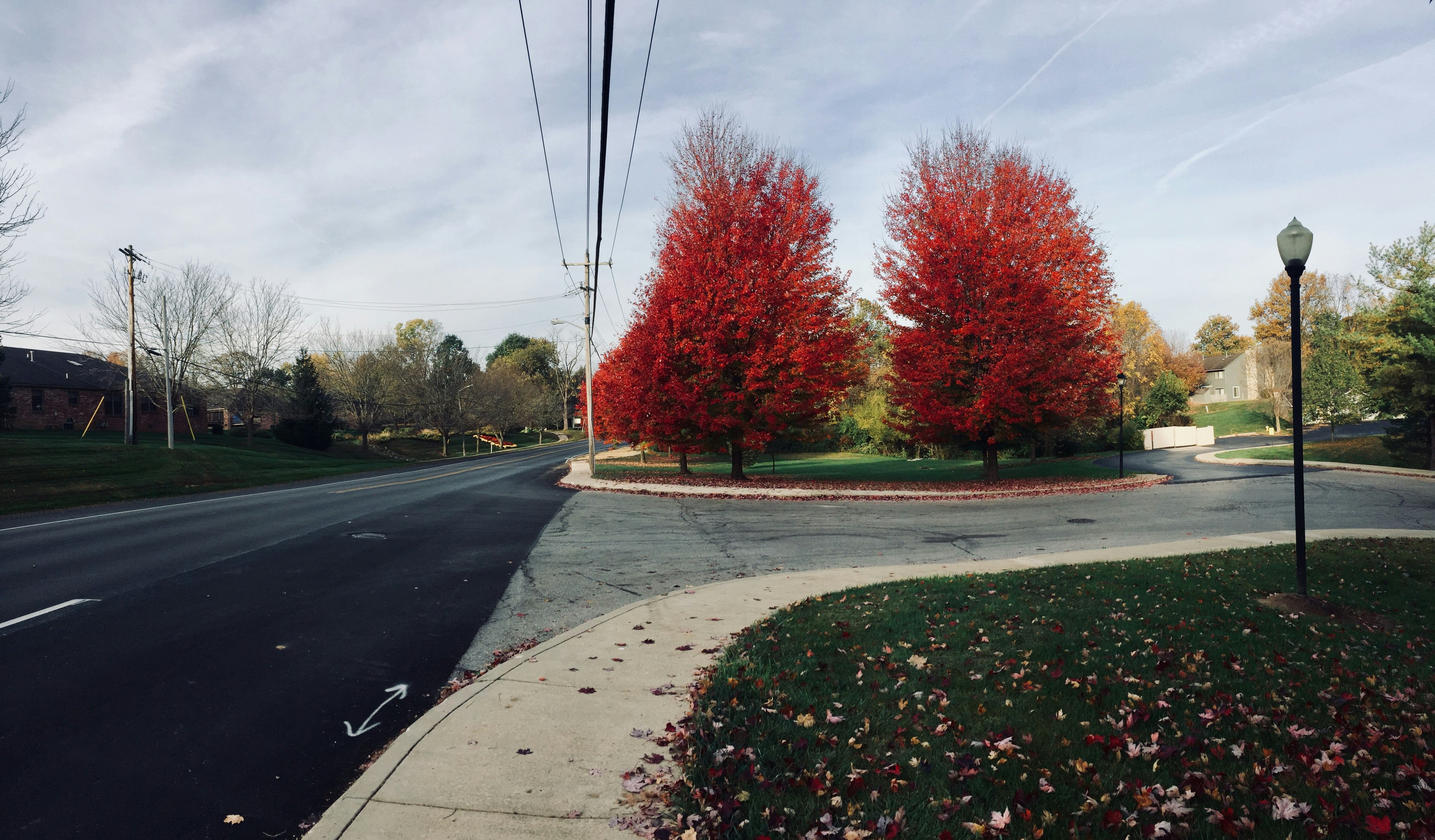 red leaf tree landscape