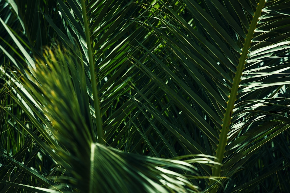 coconut leafed