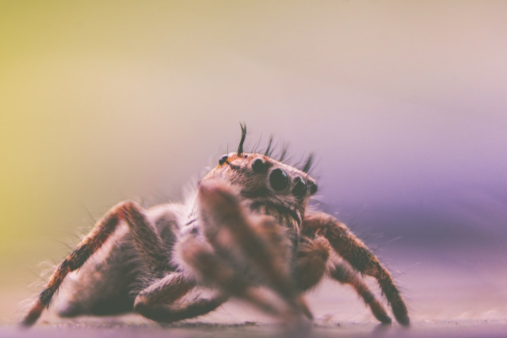 depth of field photography of spider