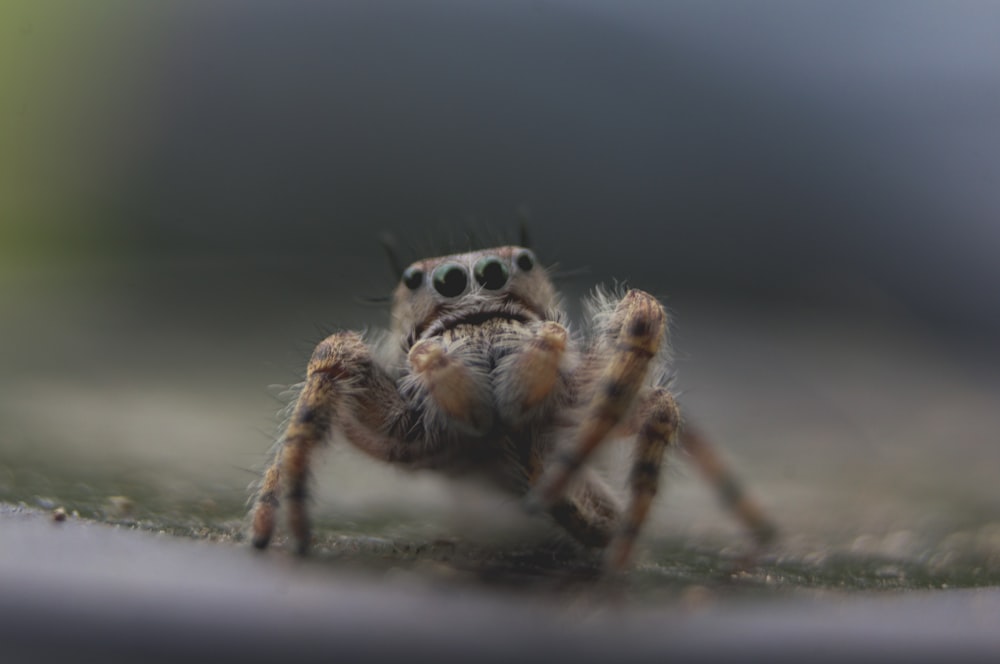 araña marrón