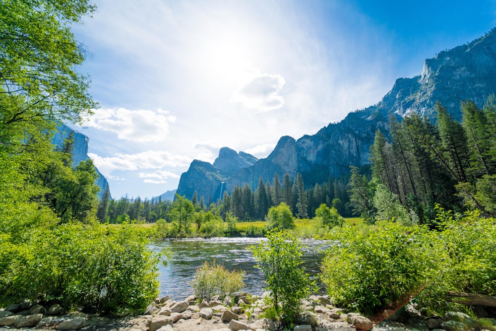 body of water surrounded by trees