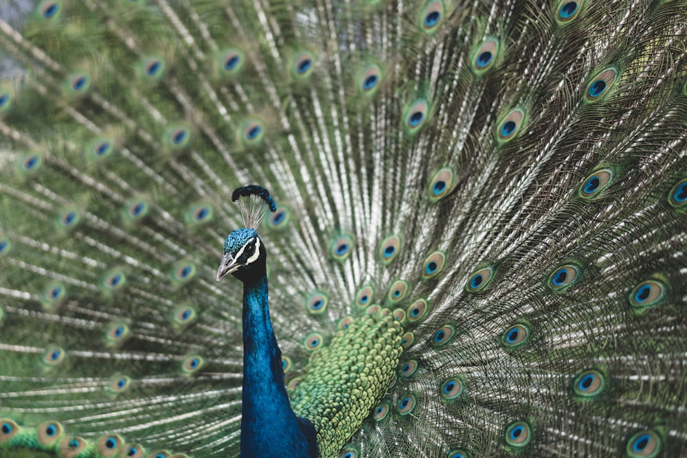 shallow focus photography of blue Peafowl