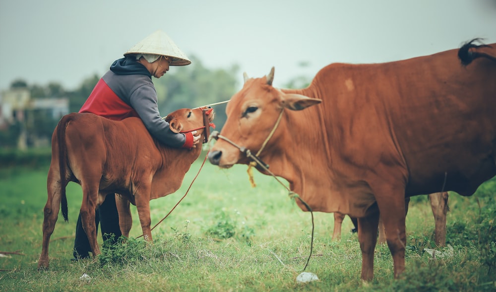 two brown cows