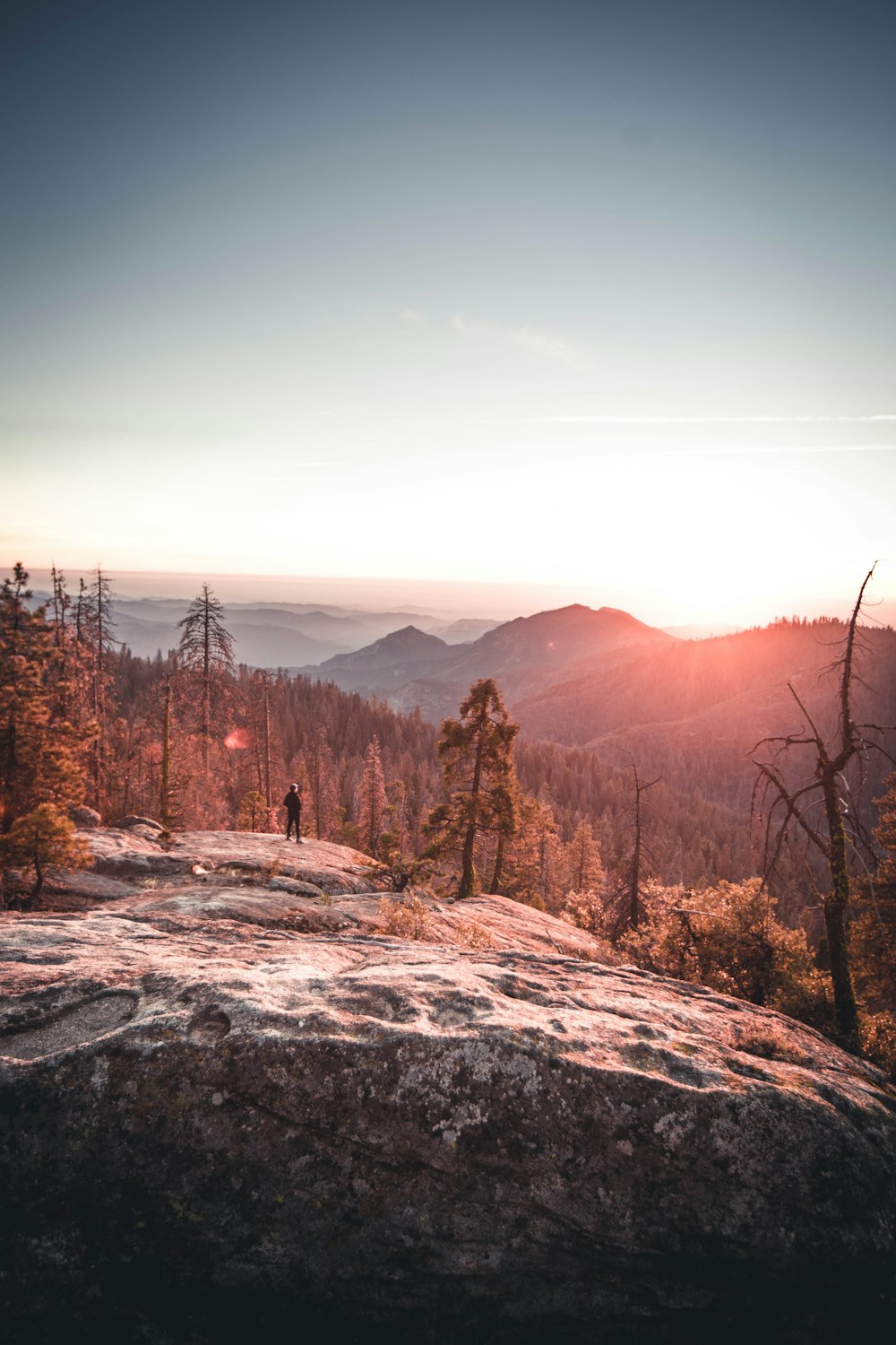 brown trees on top of mountain