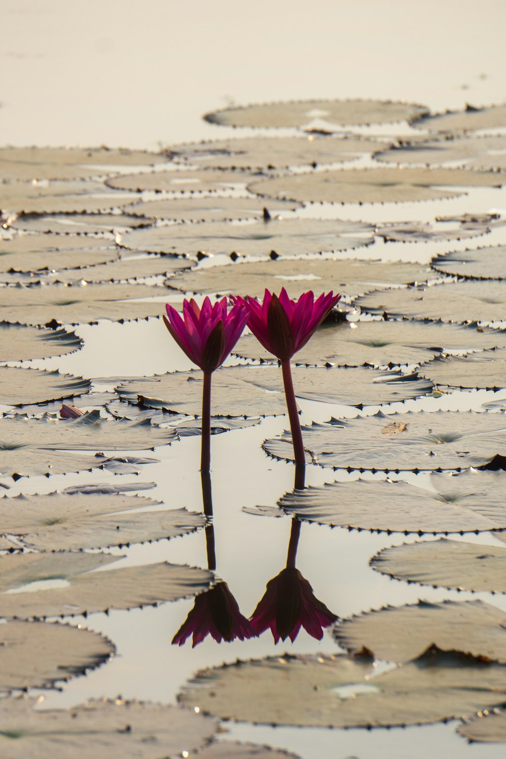 two purple lotus flowers on body of water